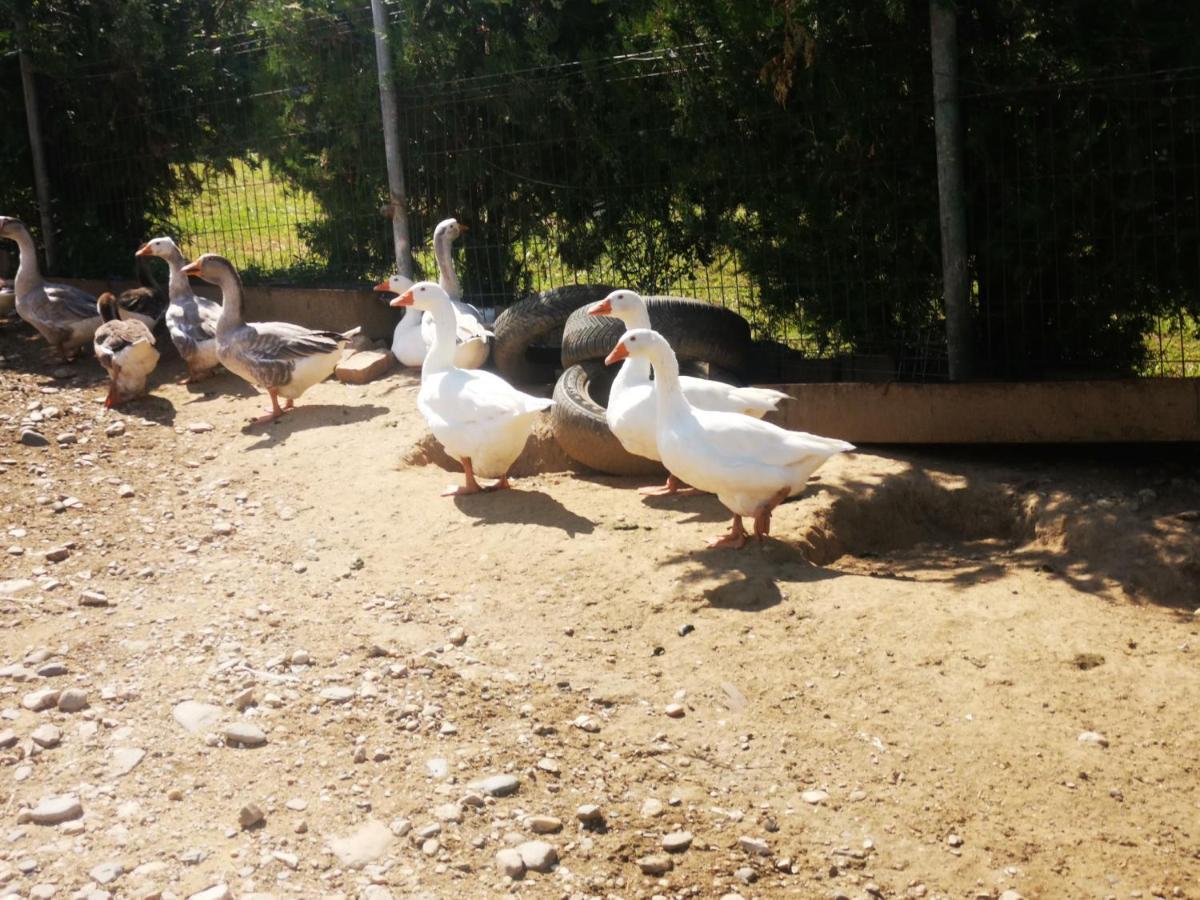 Lângă Stână Curtea de Argeş Exterior foto