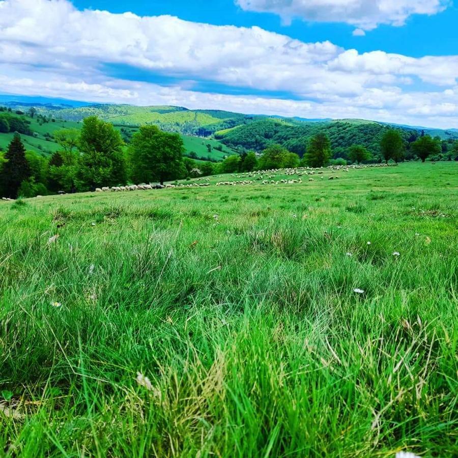 Lângă Stână Curtea de Argeş Exterior foto
