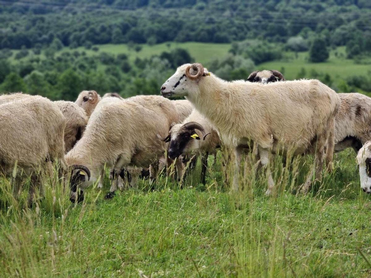 Lângă Stână Curtea de Argeş Exterior foto