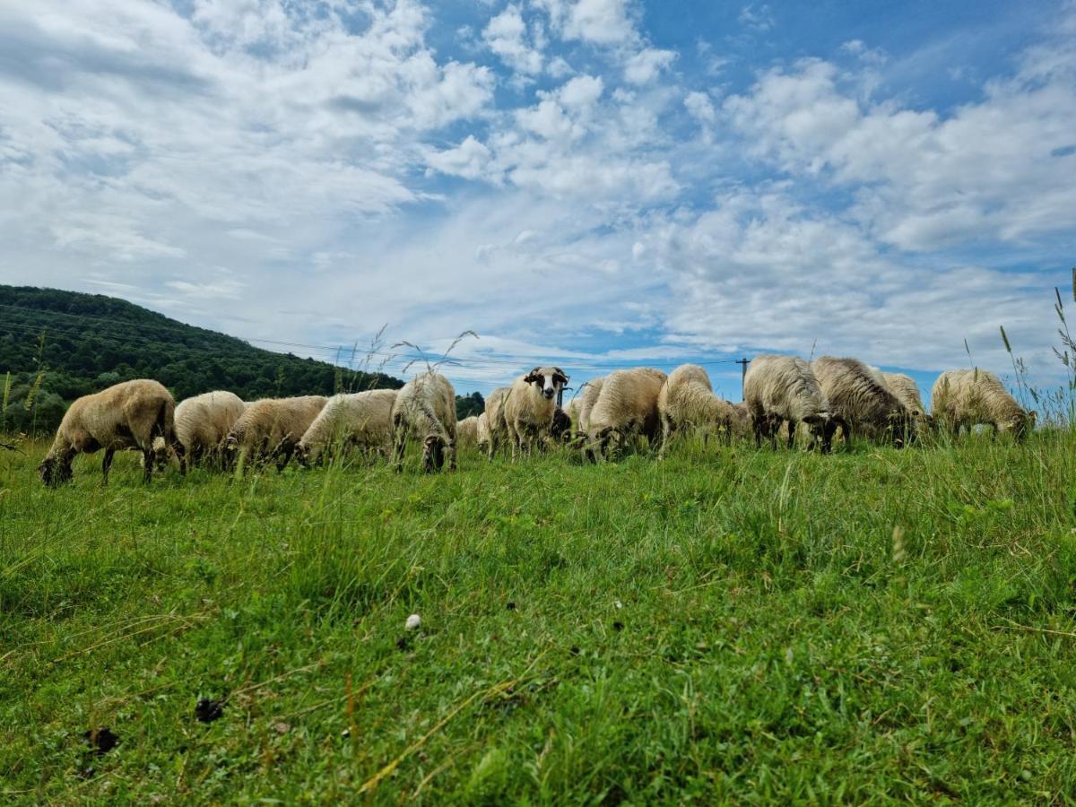 Lângă Stână Curtea de Argeş Exterior foto